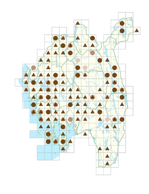 Cardamine dentata.png
