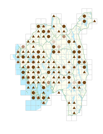 Cardamine dentata.png