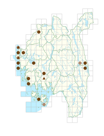 Cardamine flexuosa.png