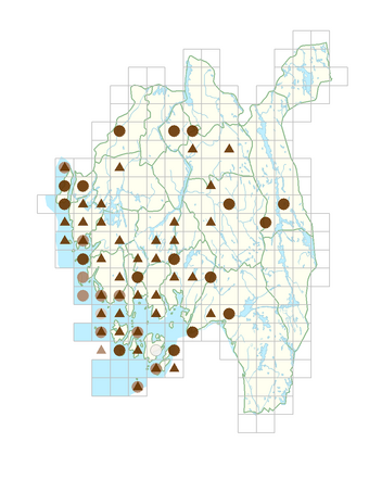 Cardamine hirsuta.png