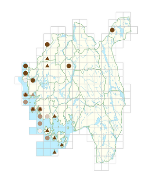 Cardamine impatiens.png