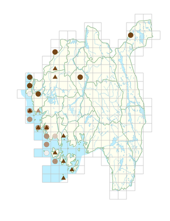 Cardamine impatiens.png