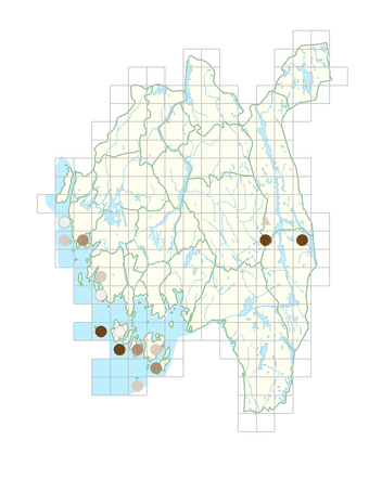 Carex capillaris.png