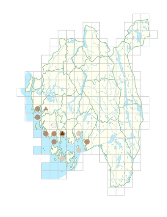 Carex mackenziei.png