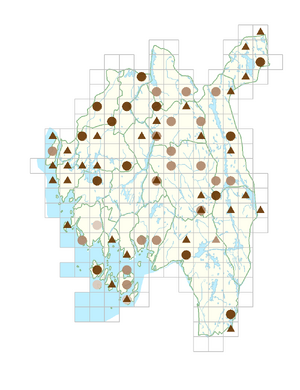 Carex nigra subsp. juncea.png