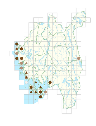 Carex pseudocyperus.png