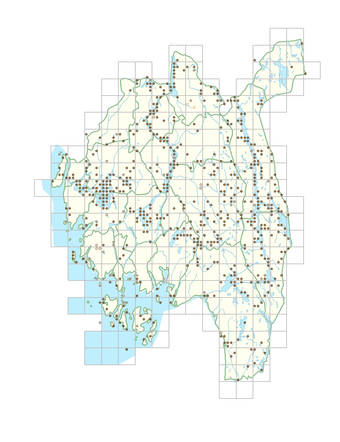 Carex vesicaria 1.png