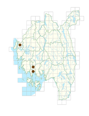 Carthamus tinctorius.png