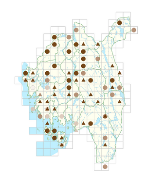 Cerastium arvense.png