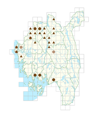 Cerastium glomeratum.png