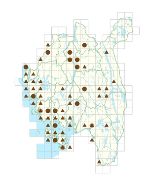 Cerastium tomentosum.png