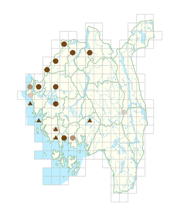 Chenopodium suecicum.png