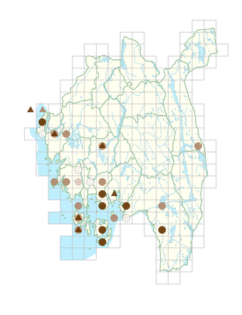 Chimaphila umbellata.png
