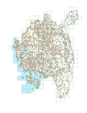 Cirsium arvense 1.png