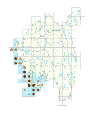 Cochlearia danica.png