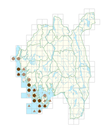 Cochlearia danica.png