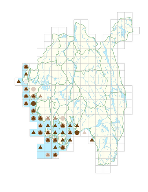 Cochlearia officinalis subsp. officinalis.png