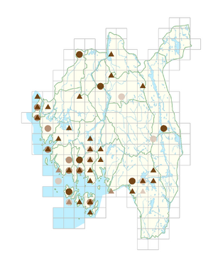 Convolvulus arvensis.png