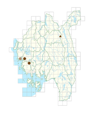 Coriandrum sativum.png