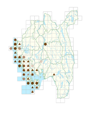 Corydalis pumila.png