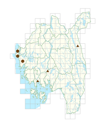 Corydalis solida.png