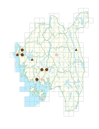 Cosmos bipinnatus.png