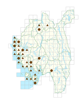 Cotoneaster bullatus.png