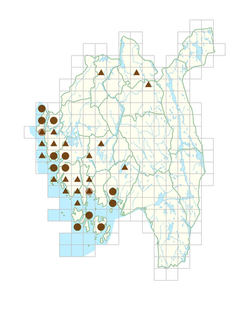 Cotoneaster dielsianus.png