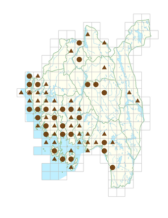 Cotoneaster divaricatus.png