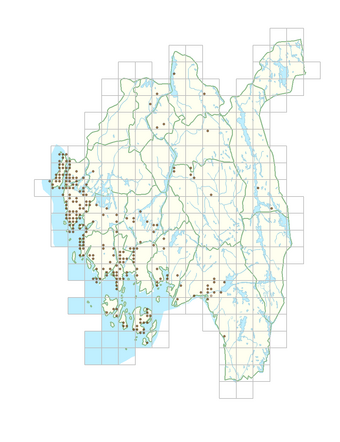 Cotoneaster divaricatus 1.png