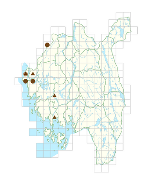 Cotoneaster villosulus.png