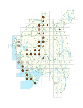 Crassula aquatica.png