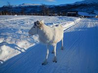 Reinskiljing på Nerskogen. Foto: Dena Utne (2015).