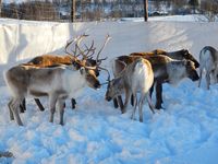 Reinskiljing på Nerskogen. Foto: Dena Utne (2015).