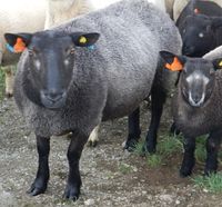 Trøndersauer på Valsøya på Nordmøre. Foto: Dena Utne (2013).