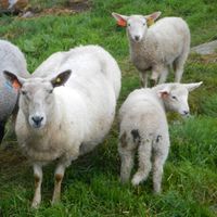 Sjeviot. Foto: Dena Utne (2013).