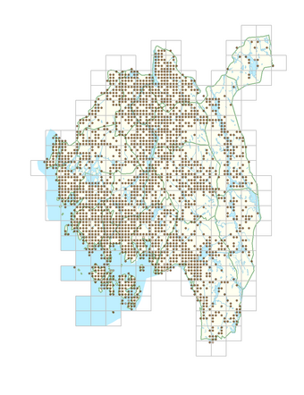 Dactylis glomerata 1.png