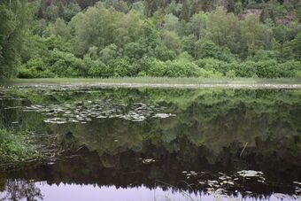 Den øverste (sydligste) av Nydammene, eller Engadammene, sett fra stien som går fra Bårsrudtjernet mot Nærsnesbukta. Langs de gamle dammene finnes du mange idylliske partier. (Foto: Victor Iversen 2020)