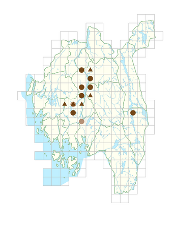 Deschampsia cespitosa subsp. glauca.png