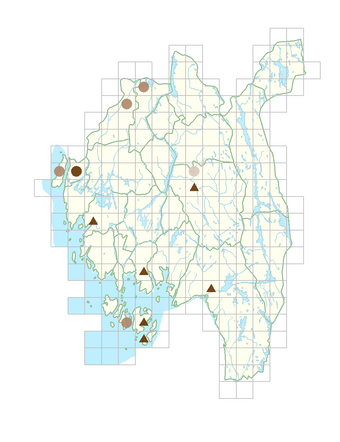 Dianthus barbatus.png