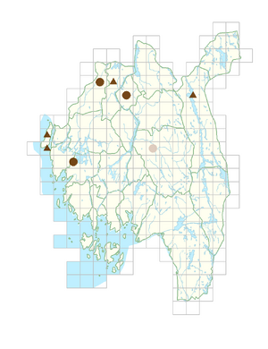 Doronicum columnae.png