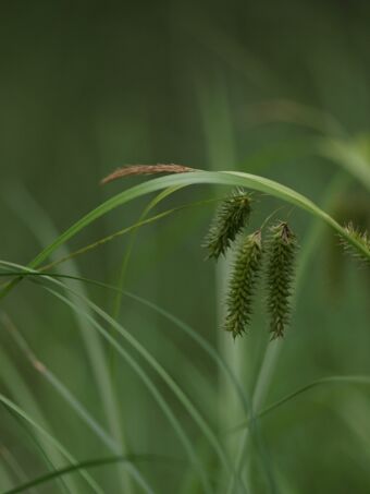 Dronningstarr BH.JPG