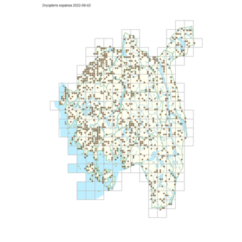 Dryopteris expansa 1.png