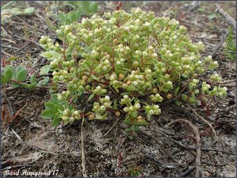 Dverglin Radiola linoides P7300509 B20.jpg