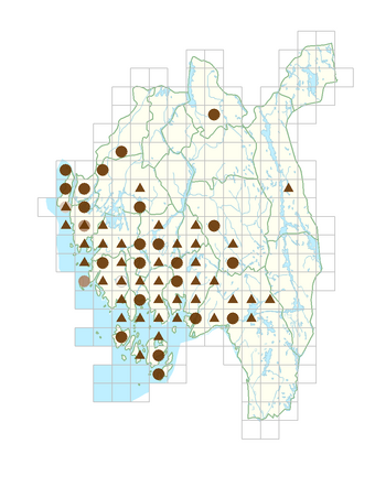 Echinochloa crus-galli.png