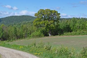 Eika ved Ankerveien.jpg