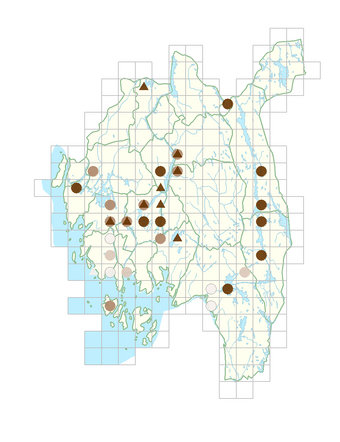 Elatine hydropiper.png