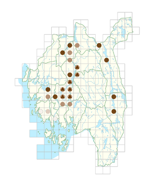 Elatine orthosperma.png