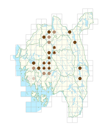 Elatine orthosperma.png