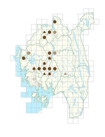 Elatine triandra.png